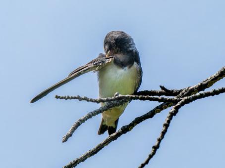 枝にとまるツバメ 枝にとまるツバメ ツバメ,燕,野鳥の写真素材
