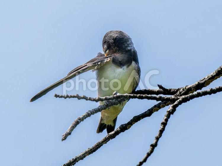 枝にとまるツバメ ツバメ,燕,野鳥の写真素材