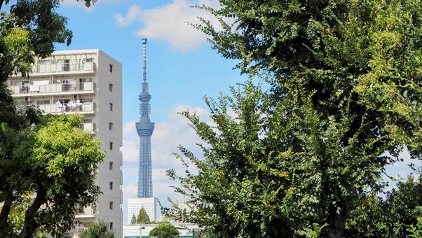 初秋の横十間川公園&スカイツリー・江東区 初秋の横十間川公園&スカイツリー・江東区の写真