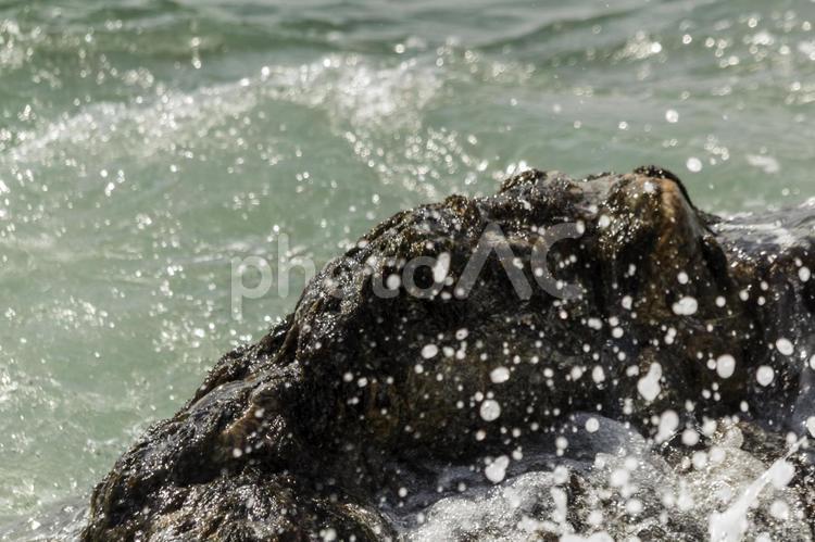 伊良湖の岩海苔4（田原市） 岩海苔,のり,特産品の写真素材