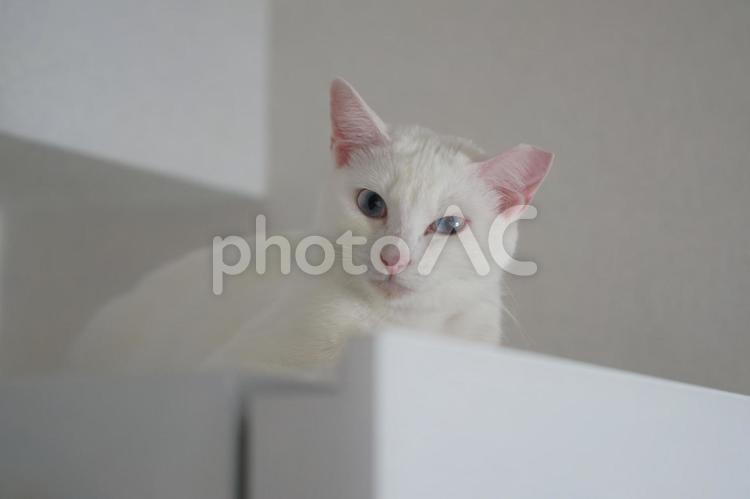 冷蔵庫の上から見下ろす猫 猫,白猫,飼い猫の写真素材