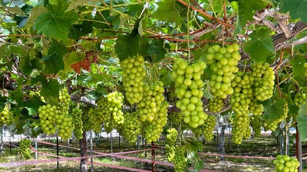 シャインマスカット園 シャインマスカット,マスカット,ぶどうの写真素材