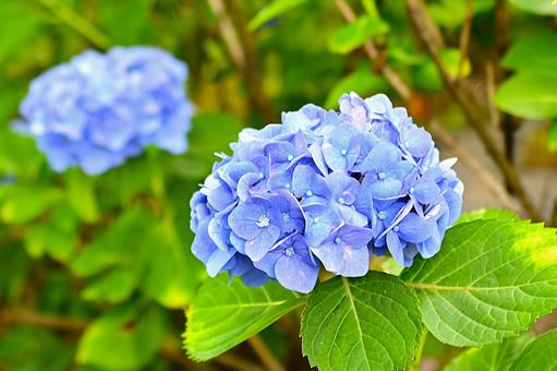 梅雨空に咲く水色のアジサイ 梅雨空に咲く水色のアジサイ 紫陽花,あじさい,花の写真素材