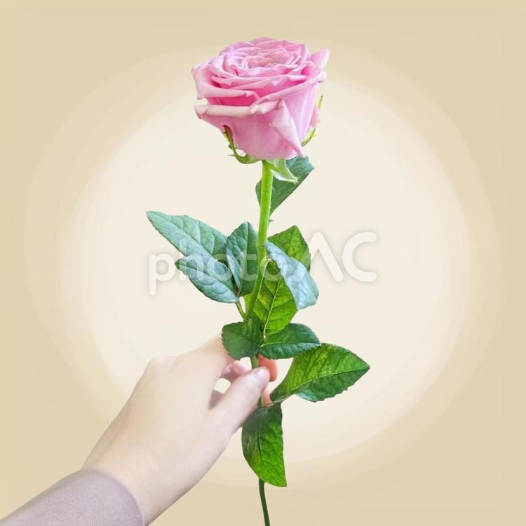 ピンク薔薇　切り抜き３ バラ,薔薇,ピンクの写真素材