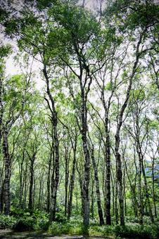 夏の木漏れ日と白樺の森① 夏の木漏れ日と白樺の森① 白樺,木,森の写真素材