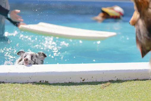 シェルティ シェルティ 犬,シェルティ,ペットの写真素材