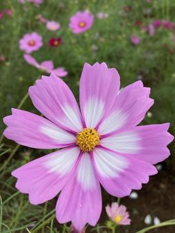 秋の日に咲きほこるコスモスの花 秋の日に咲きほこるコスモスの花の写真