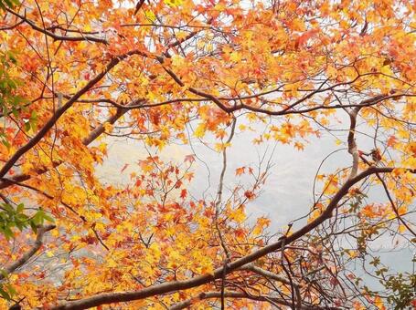 【紅葉写真】美しい紅葉 紅葉,自然,風景の写真素材
