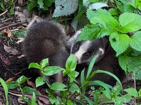 Badger Brothers, JPG Badger Brothers, JPG