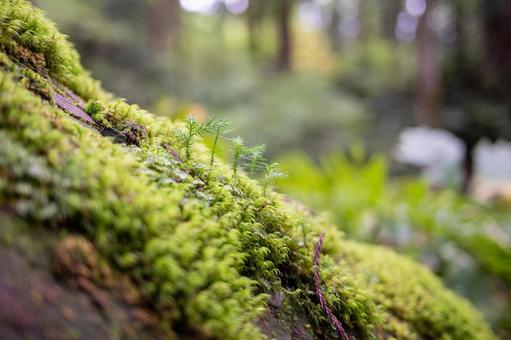 苔と新芽 苔と新芽 新芽,苔,草花の写真素材