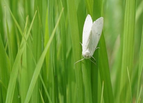 白い蛾(ヒトリガ?の仲間) 白い蛾(ヒトリガ?の仲間)の写真