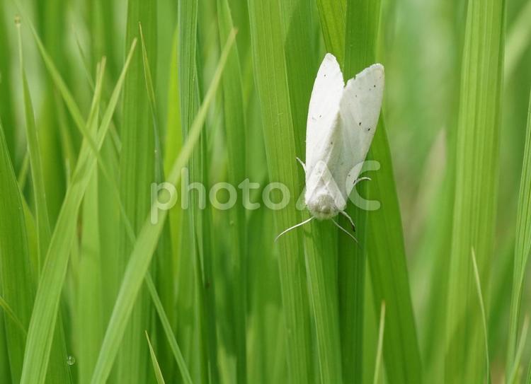 白い蛾（ヒトリガ？の仲間） ガ,白い蛾,昆虫の写真素材