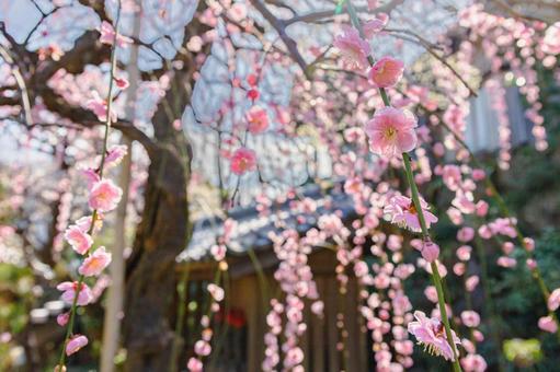 枝垂れ梅の木 枝垂れ梅の木の写真