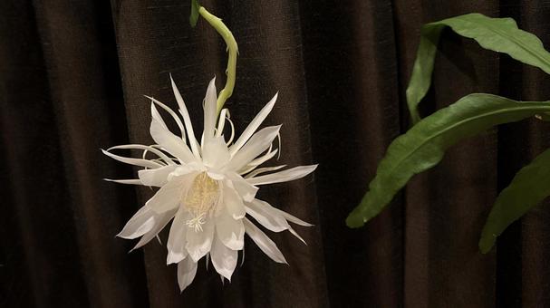 月下美人の開花 月下美人の開花の写真