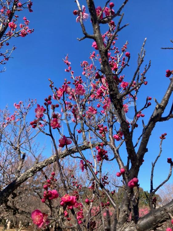 ピンクの梅の花と空 梅,梅の木,梅の花の写真素材