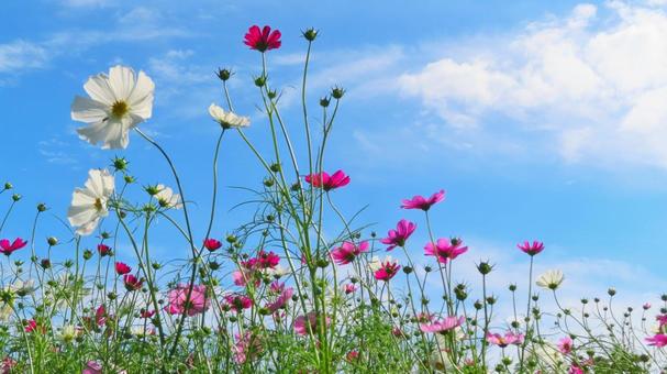 青空とコスモス 青空とコスモス コスモス,秋桜,花の写真素材