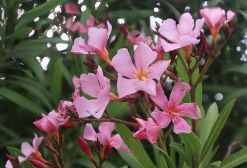 広島県の花 広島県の花の写真
