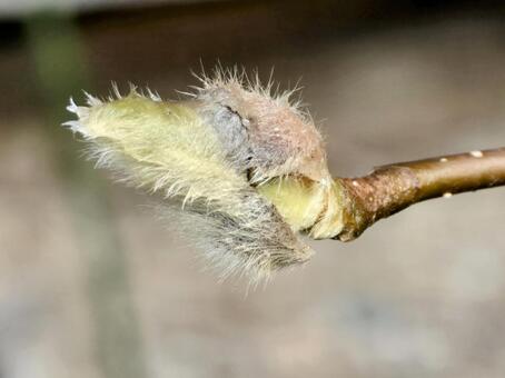 木蓮の蕾 木蓮,モクレン,蕾の写真素材