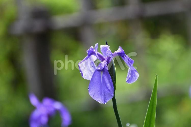 雨に濡れるかきつばた 花,植物,紫色の写真素材