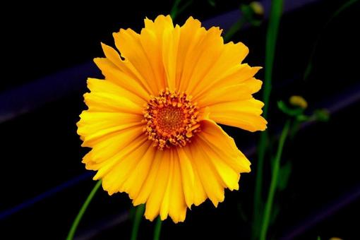 黄色の花 黄色の花の写真