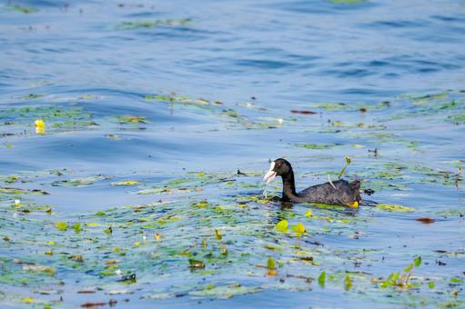 オオバン(43)の写真