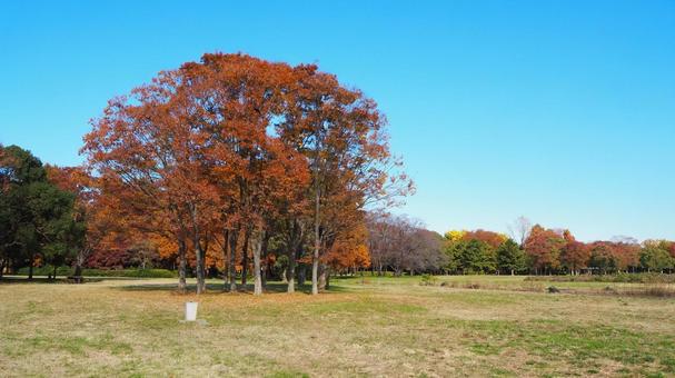秋の水元公園・広場＆木々の紅葉（葛飾区） 秋,水元公園,紅葉の写真素材