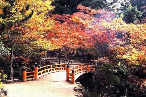 宮島紅葉谷公園 広島県,世界遺産,宮島の写真素材