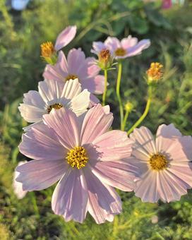 秋晴れの陽にあたるコスモス 秋晴れの陽にあたるコスモス コスモス,秋晴れ,きれいの写真素材
