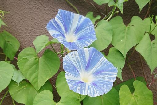 あさがお85 あさがお85の写真