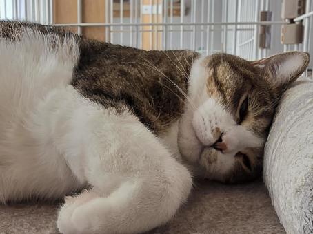 まったりする猫 まったりする猫 猫,ネコ,ペットの写真素材