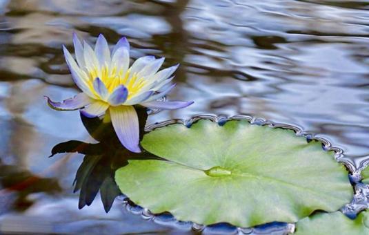 睡蓮の写真