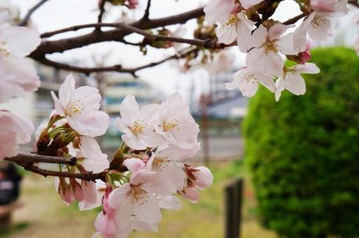 春の公園 春の公園の写真