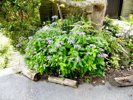 郊外の植え込みで咲き始めたヤマアジサイ 郊外の植え込みで咲き始めたヤマアジサイ ヤマアジサイ,花,植物の写真素材