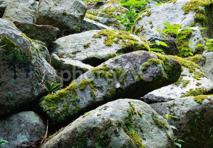 緑の静寂に抱かれて 苔,石,緑の写真素材