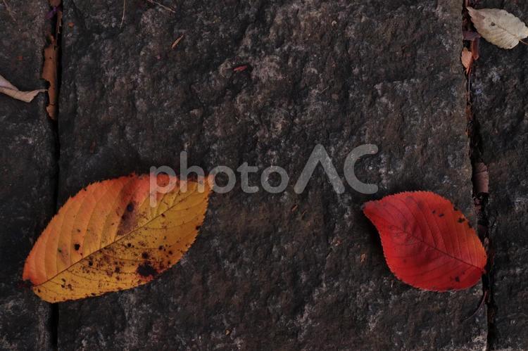 石の上の落ち葉 落ち葉,落葉,秋のイメージの写真素材