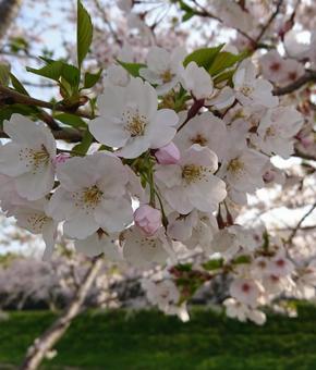 桜の写真
