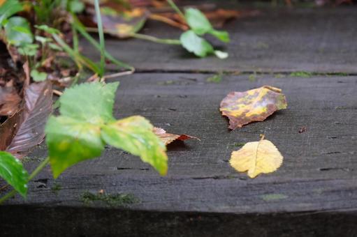 葉っぱの写真