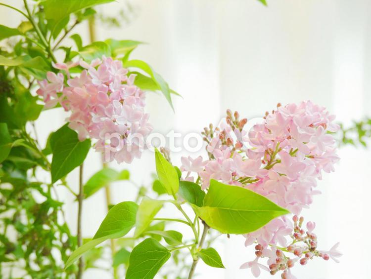 ピンクのライラックのイメージ ライラック,花,春の花の写真素材
