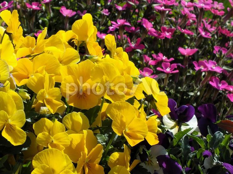 　黄色い花が美しい春の花壇 ビオラ,すみれ,花の写真素材