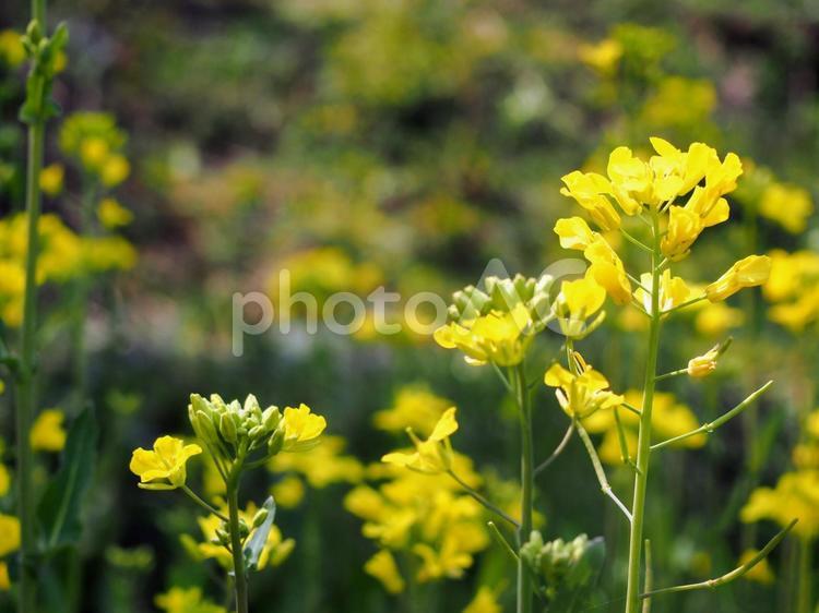 菜の花　春の風景 春,風景,景色の写真素材