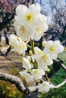 梅の花 梅の花の写真