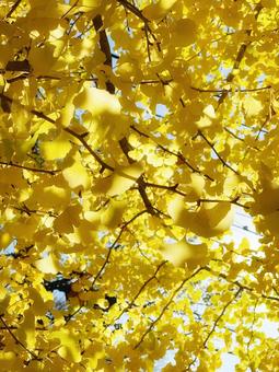 一面の黄色の紅葉のイチョウ 銀杏,イチョウ,いちょうの写真素材
