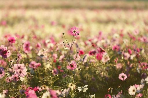 ふんわり優しい光のコスモス畑 ふんわり優しい光のコスモス畑 コスモス,秋桜,花の写真素材