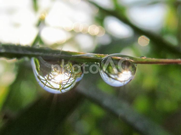 水滴と緑の葉と朝日（Water drops） 水滴,すいてき,しずくの写真素材