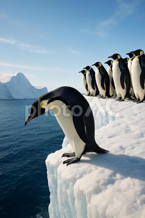 氷山の上からのぞき込む皇帝ペンギン ペンギン,皇帝ペンギン,南極の写真素材