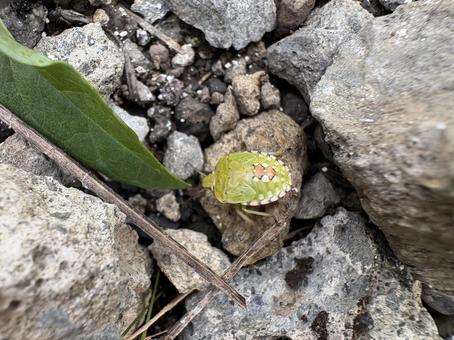 ミナミアオカメムシ(五令幼虫) 01 ミナミアオカメムシ(五令幼虫) 01 南青亀虫,ミナミアオカメムシ,カメムシの写真素材