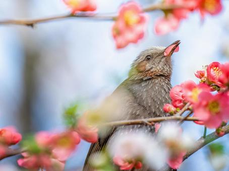 ボケの花とヒヨドリ ボケの花とヒヨドリの写真