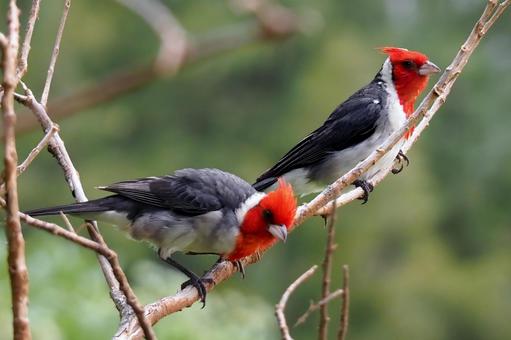 ハワイのコウカンチョウ コウカンチョウ,ハワイ,野鳥の写真素材