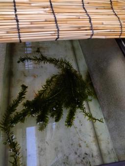 照片, 配種, 金魚, 保持, 