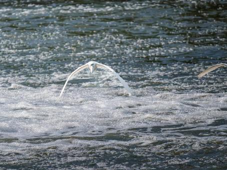 水辺を飛ぶコサギ 水辺を飛ぶコサギの写真